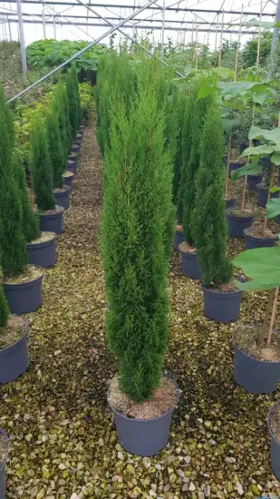 Cyprès méditerranéen 'totem' (Cupressus sempervirens) — conifères élancés en rangées dans une pépinière · Pot 8L