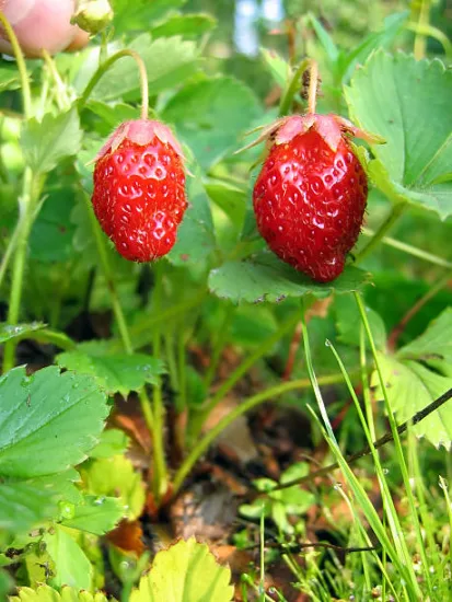 Fraisier 'Delecta'