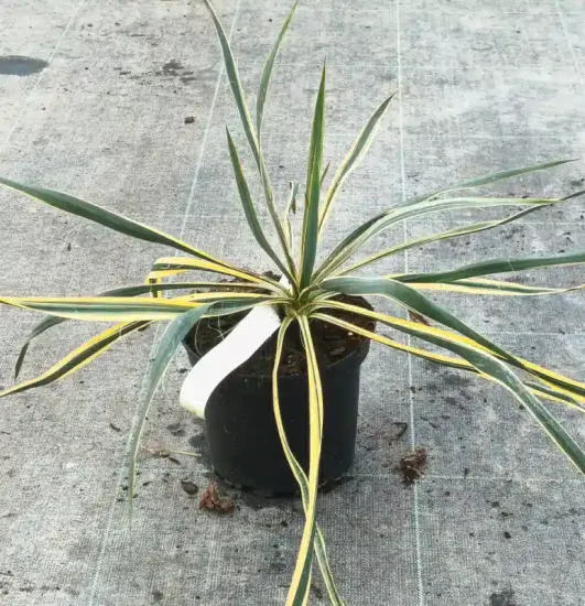 Yucca 'Bright edge' (Yucca filamentosa) — rosette de longues feuilles panachées en pot · Pot 2.5L
