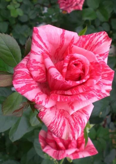 Rosier 'Pink intuition'