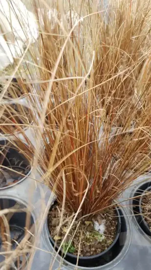 Laîche de Buchanan (Carex buchananii) — touffe de graminée brun orangé en pot plastique · Pot 2.5L Touffe