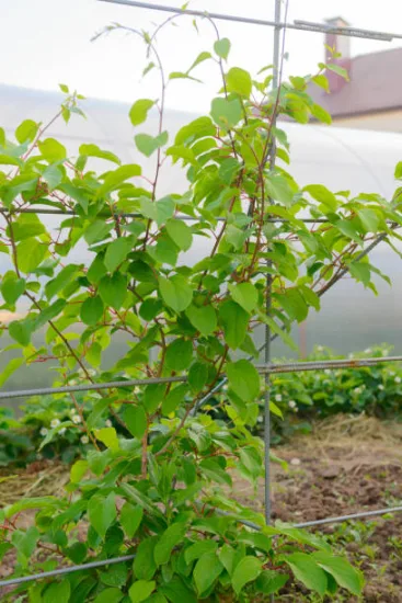 Kiwi 'Issai autofertile'