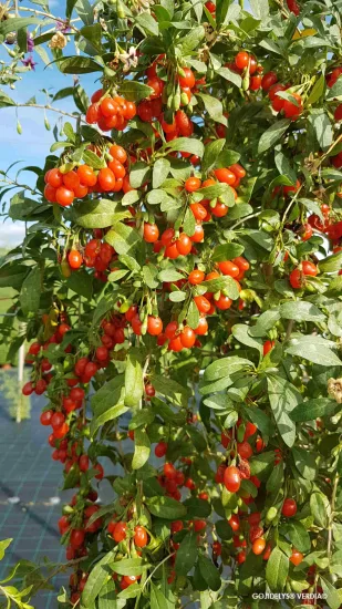 Goji