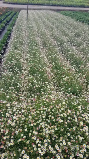 Erigeron 'Profusion' (Erigeron karvinskianus) — large massif de petites fleurs en rangées serrées · Pot 3L