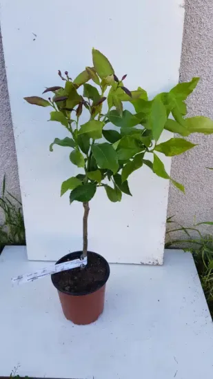 Citronnier compact à citron prime sans pépins 'Cappuccio' (Citrus limon) — jeune arbuste en tige au feuillage vert · Pot 1.5L Tige