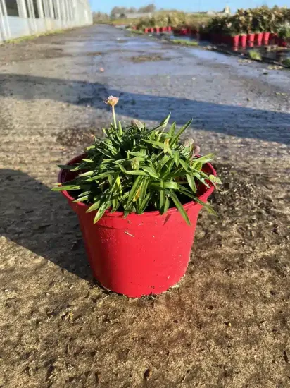 Armérie 'Dreamland' — Pot 4L