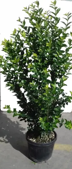 Troène du Japon (Ligustrum japonicum) — arbuste au feuillage vert dense sur fond clair · Pot 10L