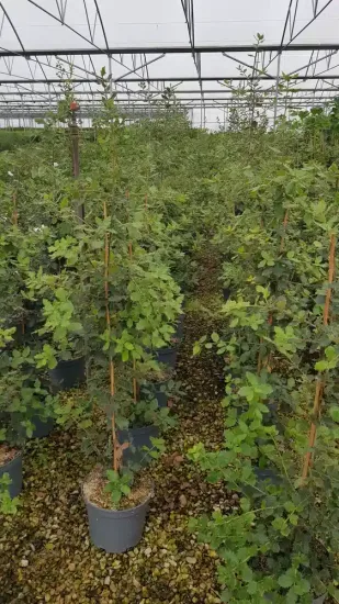 Chêne vert (Quercus ilex) — rangées de jeunes arbustes tuteurés en pépinière · Pot 8L Baliveau