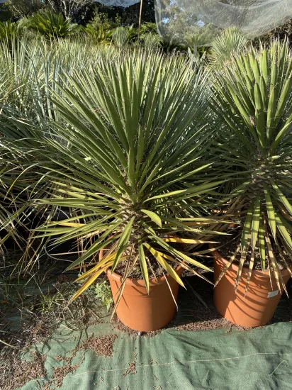 Palmier de Saint-Pierre — Pot 30L