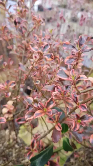 Coprosme 'Rainbow surprise'