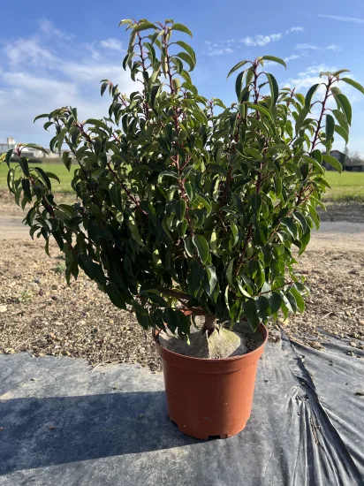 Laurier du portugal 'Angustifolia' — Pot 10L