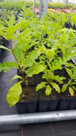 Chêne des marais (Quercus palustris) — jeunes plants feuillus en petits pots alignés · Godet