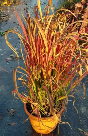 Impérate 'Red baron' — Pot 3L Touffe