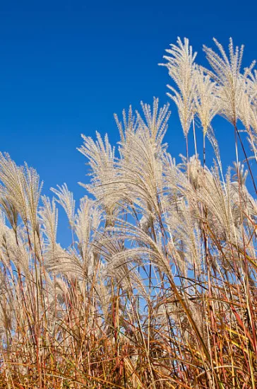 MISCANTHUS sinensis graziella, roseau de Chine