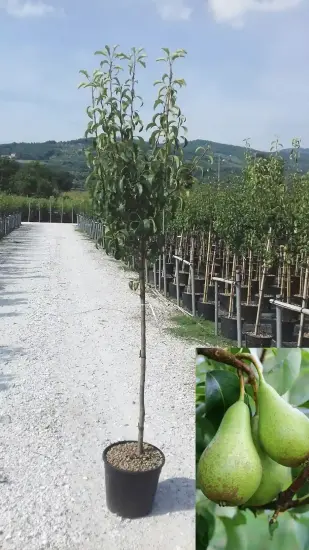 Poirier 'Conférence' (Pyrus communis) — jeune arbre en pot dans pépinière, fruits en médaillon · Pot 18L