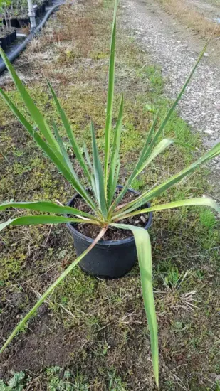 Yucca filamentosa — rosette de longues feuilles rigides dans pot noir · Pot 3L