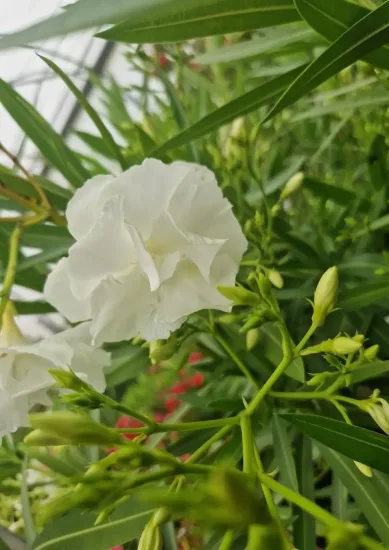 Laurier rose 'Mont Blanc'
