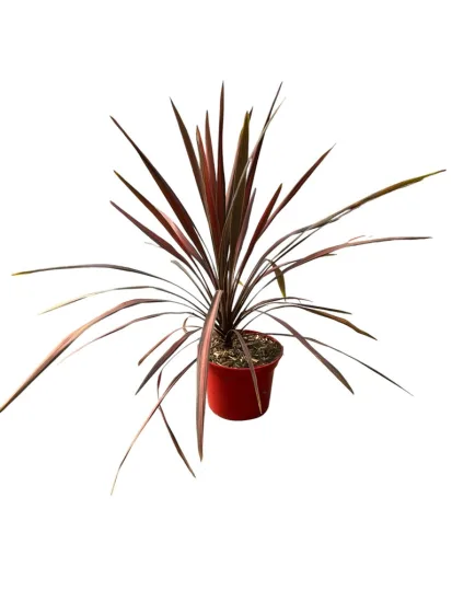 Cordyline 'Coral'