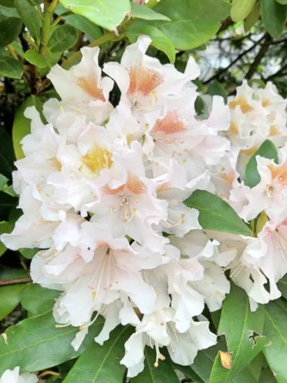 Azalée japonaise 'Lily blanc'