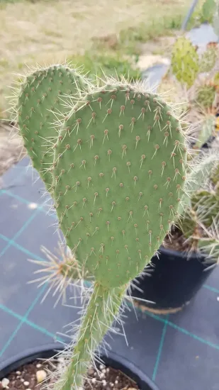 Figuier de barbarie 'Xoconostle'