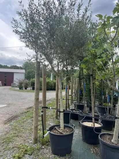 Olivier d'europe 'Toscane' — Pot 90L