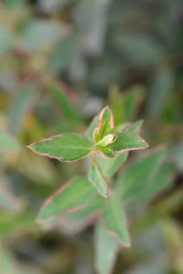 Millepertuis 'Tricolor'