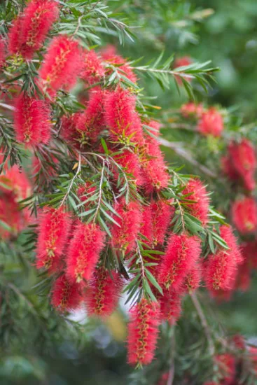 Rince-bouteille 'Rigidus'