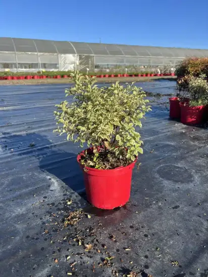 Pittospore 'Variegatum' — Pot 4L