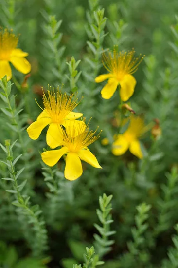 Millepertuis arbustif 'hicdote'
