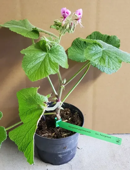 Géranium au parfum de citron ' ' — Pot 3L