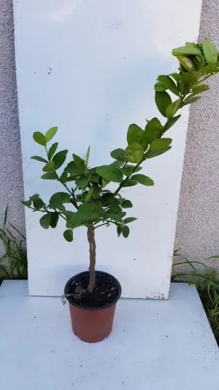 Citron vert 'Mexicana'