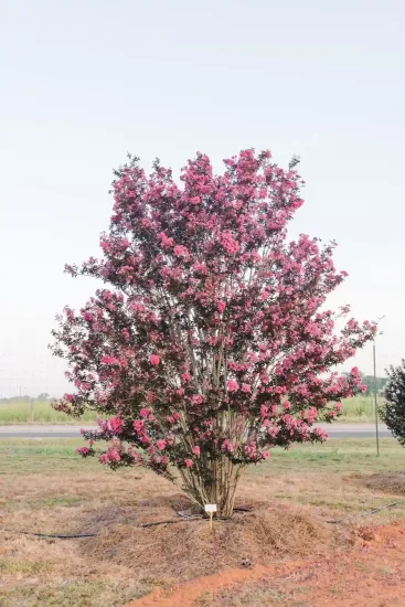 Lilas des indes 'Twilight magic'