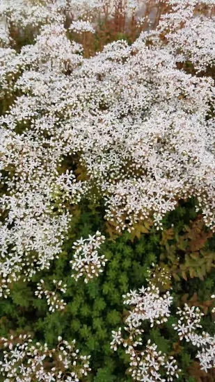 Sédum blanc ' '