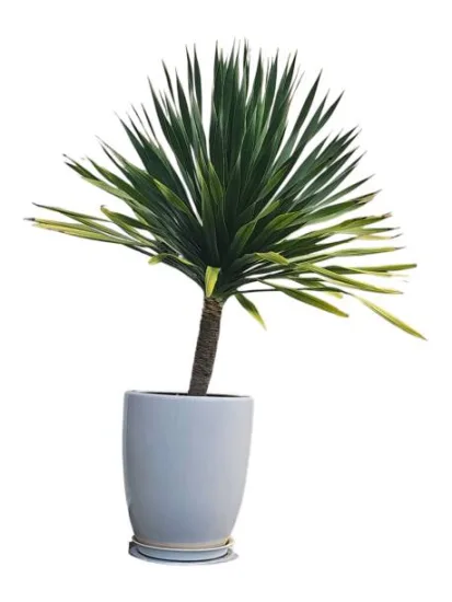 Yucca pied d'éléphant