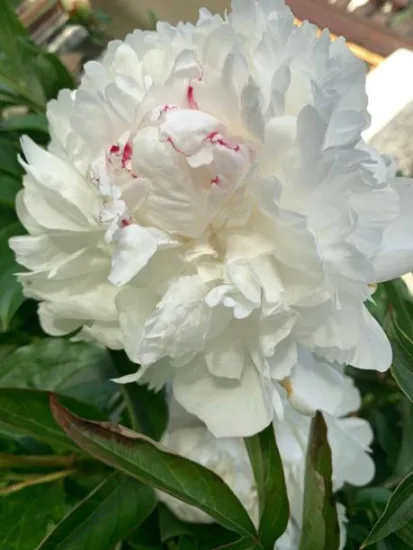 Pivoine 'Noemie demay blanc