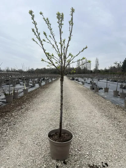 Pluot 'Purple candy' — Pot 12L Gobelet