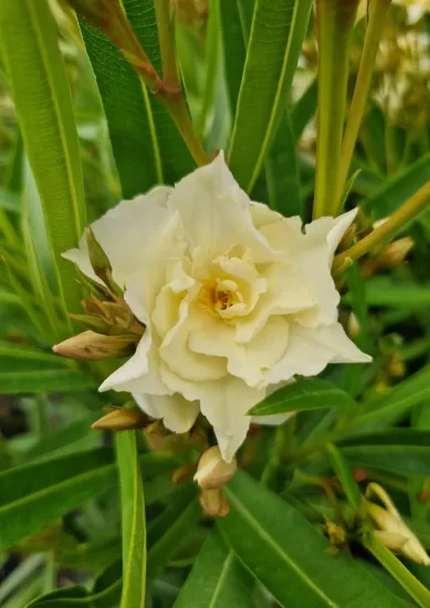 Laurier rose 'luteum Plenum'