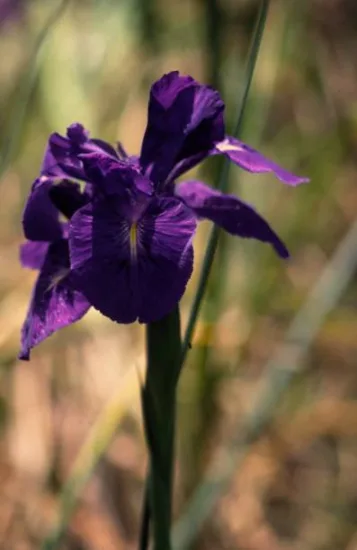 Iris d'allemagne 'Titane glory violet'