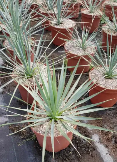 Yucca Rostrata — jeunes plants graphiques en pot alignés en pépinière · Pot 3L