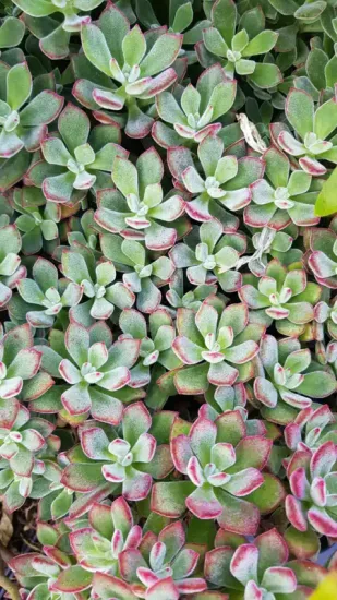 Echeveria 'Devotion'