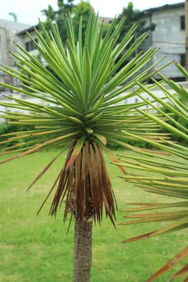 Faux-Dragonnier 'Torbay Dazzler'