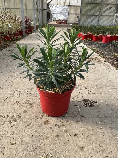 Euphorbe 'Characias' — Pot 4L