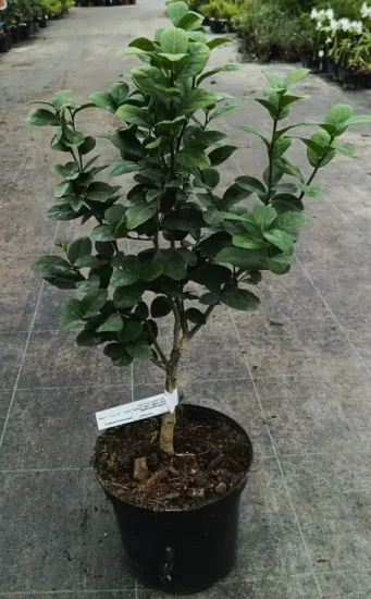 Citron vert 'Mexicana'