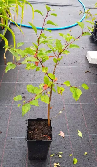 Poirier d'ornement de chine (Pyrus calleryana) — jeune arbuste vert en pot de culture · Pot 2L