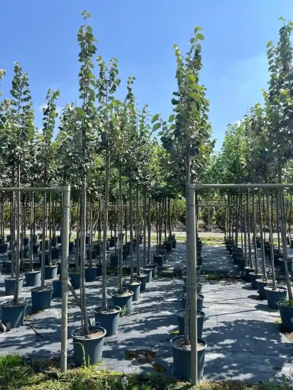 Tilleul argenté — Pot 30L Tige 10/12