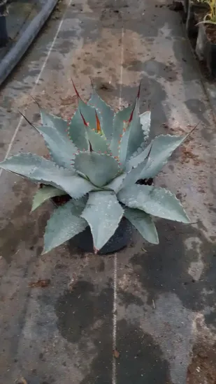 Agave de parry 'truncata selection' (Agave parryi) — rosette dense de feuilles épaisses gris bleuté · Pot 2.5L
