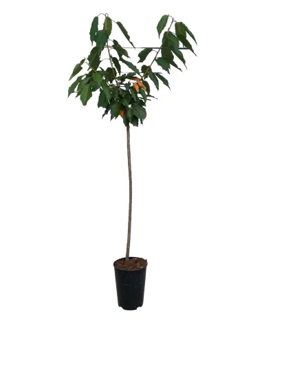 Ceriser bing