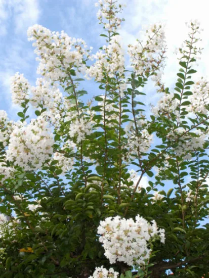Lilas des indes 'Enduring white'