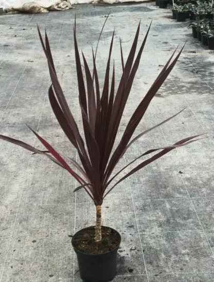 Cordyline australe 'Black knight' (Cordyline australis) — plante graphique à longues feuilles pourpres en pot · Pot 2.5L