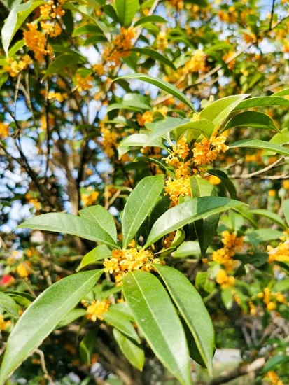 Osmanthe à feuilles de houx (Osmanthus heterophyllus) — photo 2
